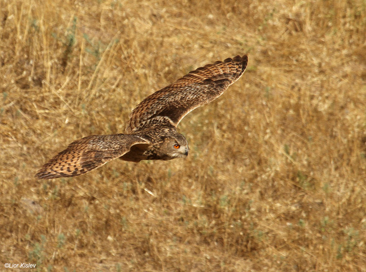   Eurasian Eagle-Owl  Bubo bubo ,Ramat Sirin,06-05-10. Lior Kislev              